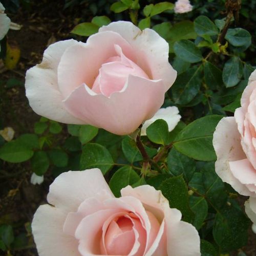 Rosa Andre Le Notre ® - rosa - rose ibridi di tea